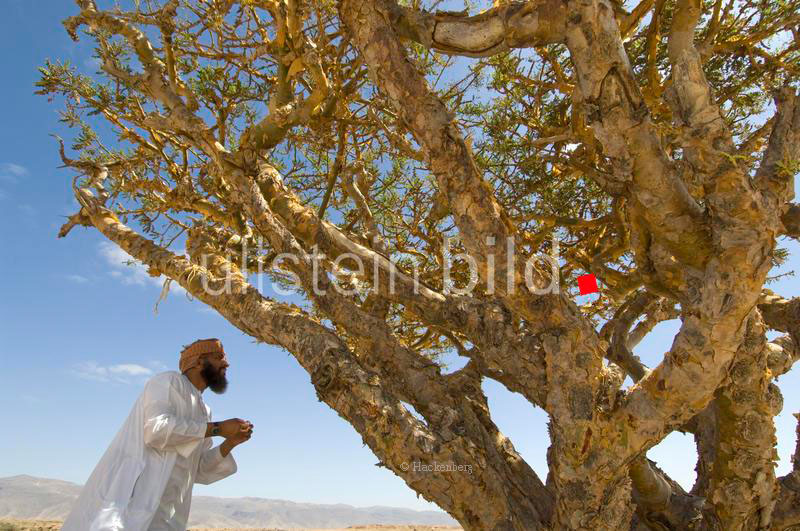 Die schönste Kunst aus Holz? Bäume! Weihrauchbaum im Oman 2005.