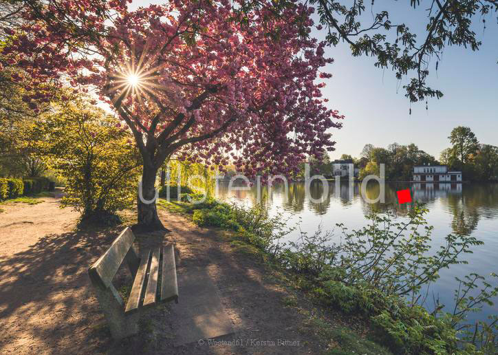 Die Natur fühlen ist Sinneswellness. Kirschblüte in Hamburg 2019.