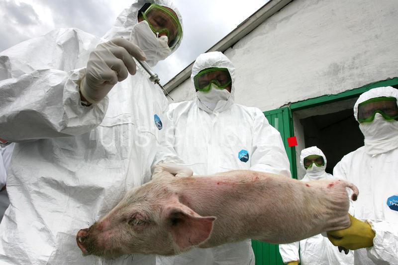 Vorbeugende Massnahmen zur Vermeidung der Schweinegrippe in einem Schweinezuchtbetrieb