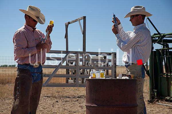 Calf vaccination on the Bohart Ranch, Yoder, Colorado, USA, North America