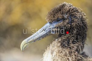junge Tiere Tier Jungtier Natur Südamerika Ecuador Galapagos-Inseln Wildtier ein Tier Außenaufnahme Wildleben Galapagos junge Tiere Tier Jungtier Natur Südamerika Ecuador Galapagos-Inseln Wildtier ein Tier Außenaufnahme Wildleben Galapagos