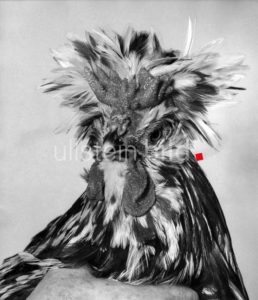 A Houdan Cockerel in class 133-744 Owner W.A. Morecombe seen here at the National Bird Show. December 1963 A Houdan Cockerel in class 133-744 Owner W.A. Morecombe seen here at the National Bird Show. December 1963