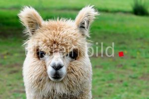 Alpaca (Vicugna pacos), alpaca breeding, Schwaebisch Gmuend, Baden-Wuerttemberg, Germany, Europe Alpaca (Vicugna pacos), alpaca breeding, Schwaebisch Gmuend, Baden-Wuerttemberg, Germany, Europe