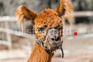 Alpaca (Vicugna pacos), female, Tyrol, Austria, Europe Alpaca (Vicugna pacos), female, Tyrol, Austria, Europe