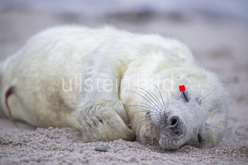 Reise Deutschland Schleswig-Holstein Helgoland Insel Düne Tier Wildtier Tierwelt Tierthemen Außenaufnahme Wildleben