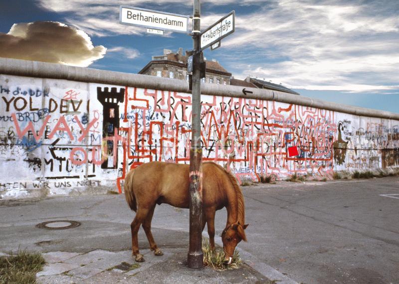 Pferd Fortune vor der Mauer